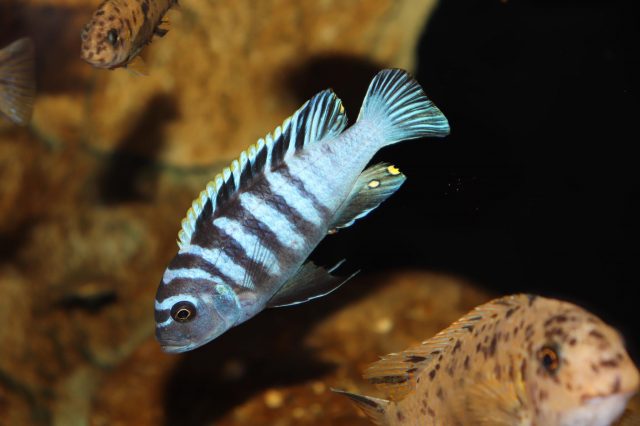 Cynotilapia zebroides