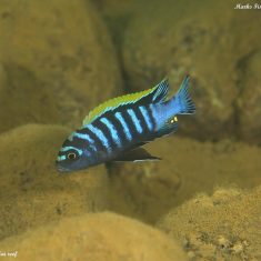 Cynotilapia zebroides