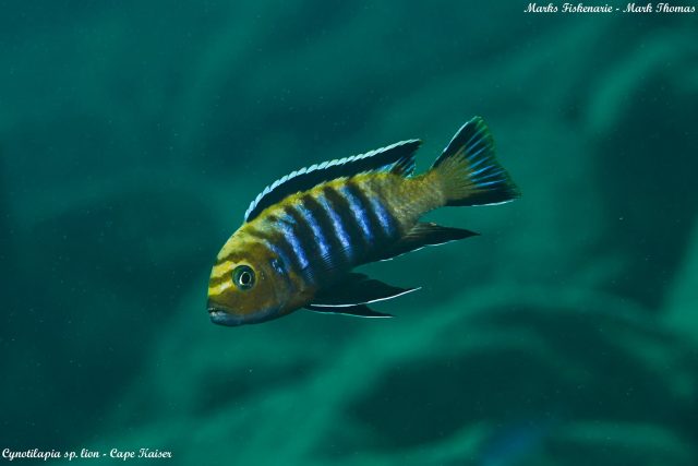 Cynotilapia sp. &#8218;lion&#8216;