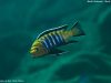 Cynotilapia sp. ‚lion‘