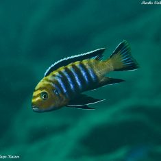 Cynotilapia sp. ‚lion‘