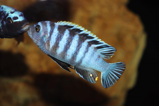 Cynotilapia zebroides Chiwindi (samec)