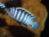 Cynotilapia zebroides Chiwindi (samec)