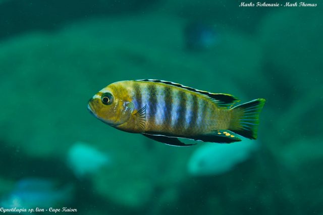 Cynotilapia sp. 'lion' Cape Kaiser (samec)