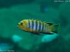 Cynotilapia sp. 'lion' Cape Kaiser (samec)