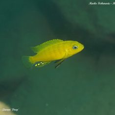 Cynotilapia sp. ‚lion ntekete‘