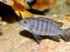 Cynotilapia zebroides Chiwindi (samice)