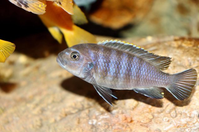 Cynotilapia zebroides Chiwindi (samice)