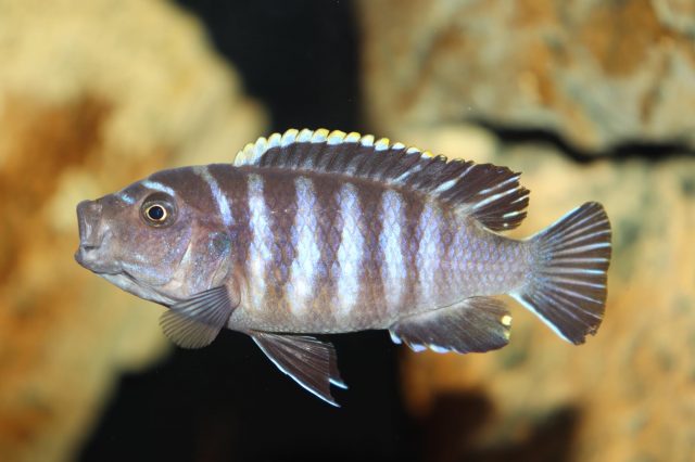 Cynotilapia zebroides Chiwindi (samice)