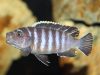 Cynotilapia zebroides Chiwindi (samice)