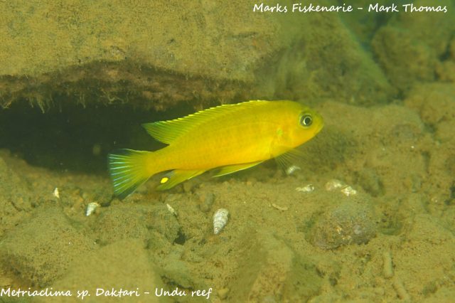 Metriaclima sp. ‘daktari’