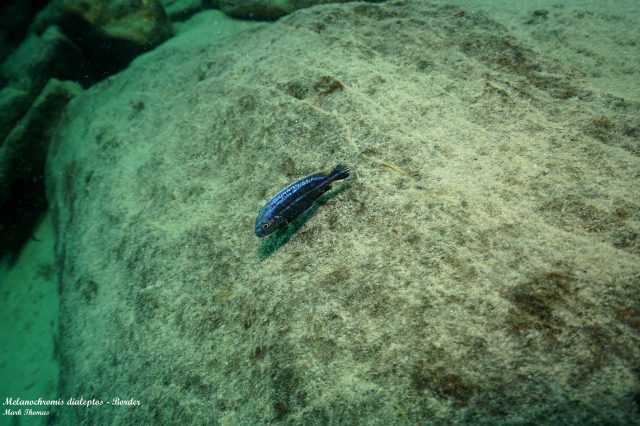 Melanochromis dialeptos (samec)