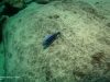 Melanochromis dialeptos (samec)