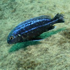 Melanochromis dialeptos