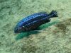 Melanochromis dialeptos