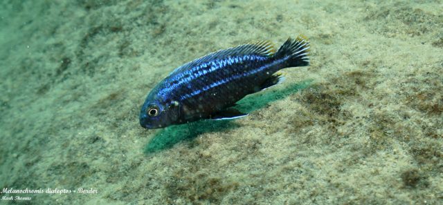 Melanochromis dialeptos