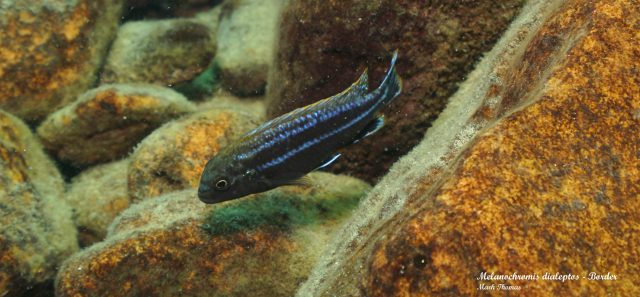 Melanochromis dialeptos (samec)