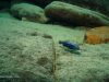 Melanochromis dialeptos (samec)