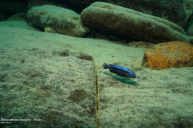 Melanochromis dialeptos (samec)