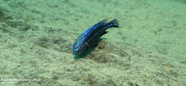 Melanochromis dialeptos (samec)