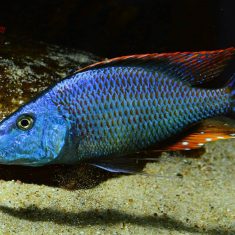 Dimidiochromis compressiceps