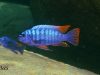 Labeotropheus artatorostris