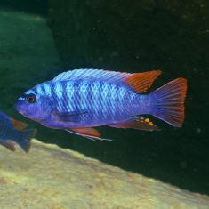 Labeotropheus artatorostris