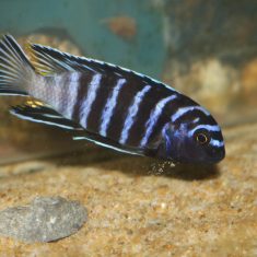 Tropheops sp. ‚elongatus‘