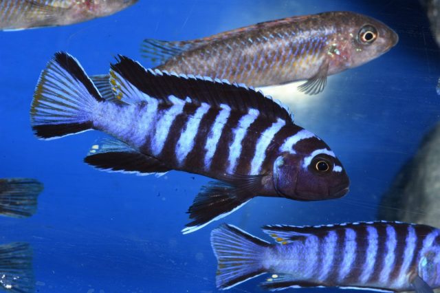 Chindongo sp. 'elongatus mphanga' Mphanga Rock (samec)