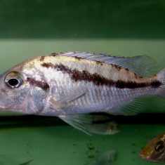 Mylochromis epichorialis