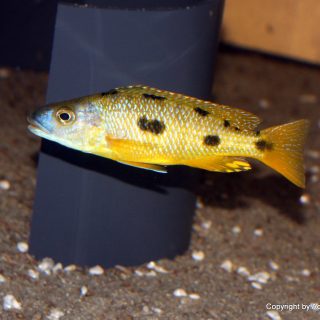 Exochochromis anagenys