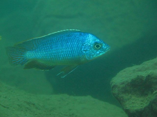 Protomelas taeniolatus (samec)