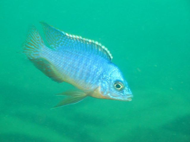 Protomelas taeniolatus