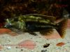Nimbochromis fuscotaeniatus (samice)