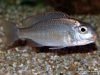 Lethrinops sp. 'mbasi' Tanzánie (samice)
