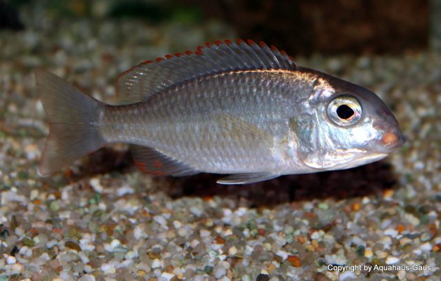Lethrinops sp. 'mbasi' Tanzánie (samice)