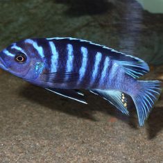 Cynotilapia zebroides