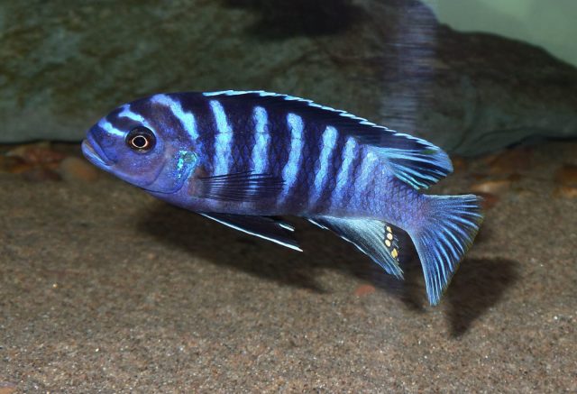 Cynotilapia zebroides