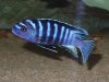 Cynotilapia zebroides