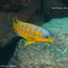 Petrotilapia flaviventris