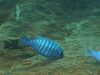 Labeotropheus artatorostris