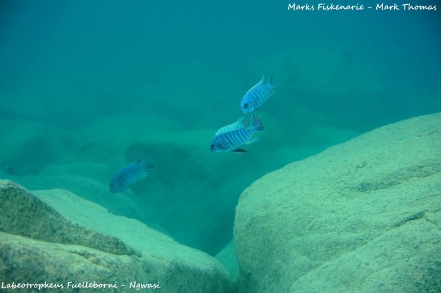 Labeotropheus fuelleborni Ngwazi (samec)