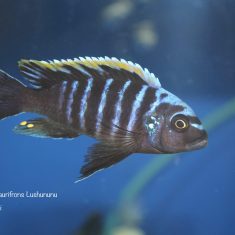 Cynotilapia aurifrons