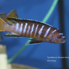 Cynotilapia sp. ‚elongatus‘