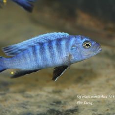 Cynotilapia axelrodi