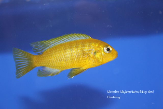 Metriaclima barlowi Mbenji Island