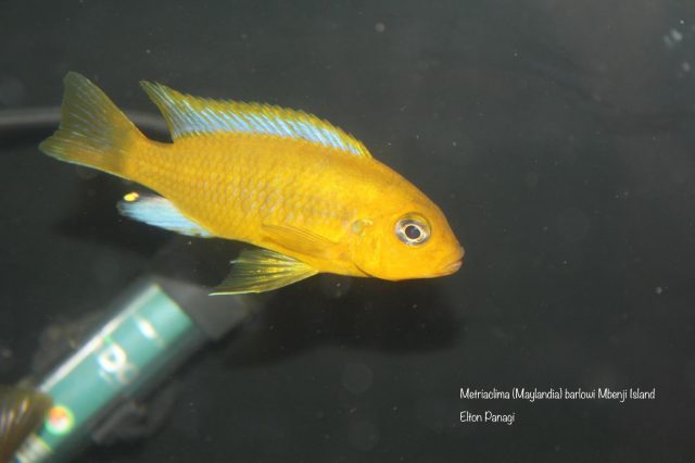 Metriaclima barlowi Mbenji Island
