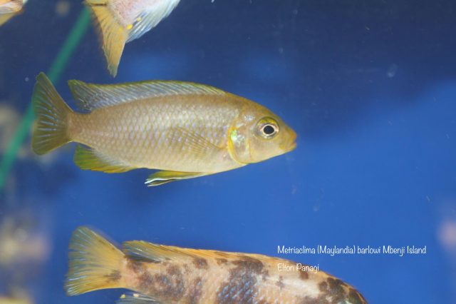 Metriaclima barlowi Mbenji Island (samice)