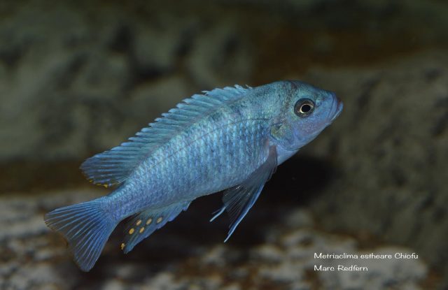 Metriaclima estherae Chiofu