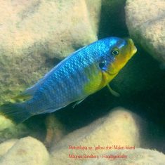 Petrotilapia sp. ‚yellow chin‘